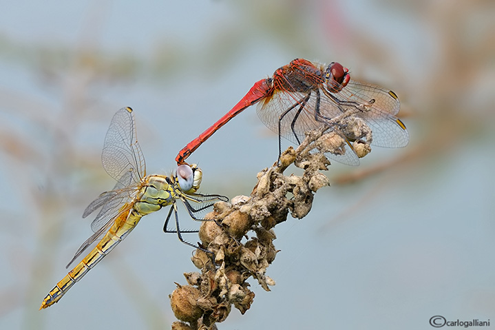 Scheda: Sympetrum fonscolombii